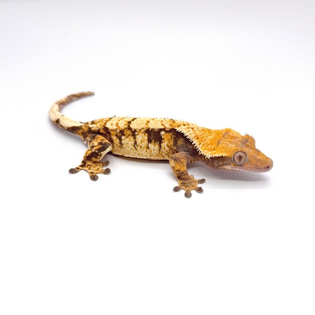 트라이 익스트림할리퀸