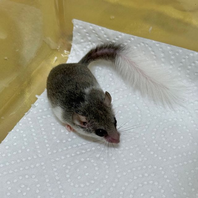 노말