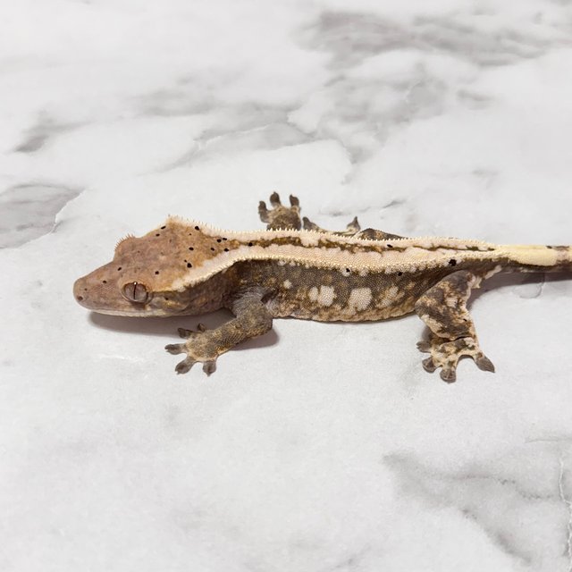 달마시안 카푸치노