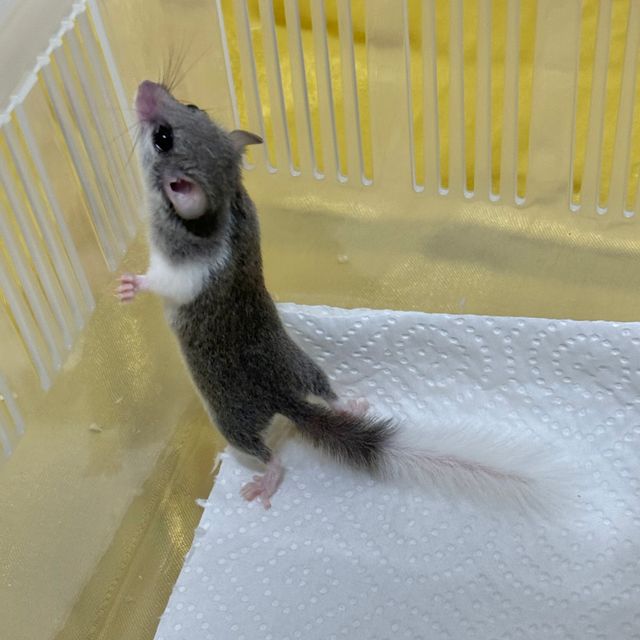 노말
