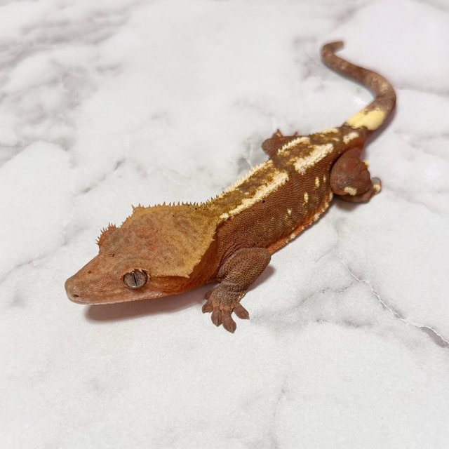 레드 바이 화이트포트홀