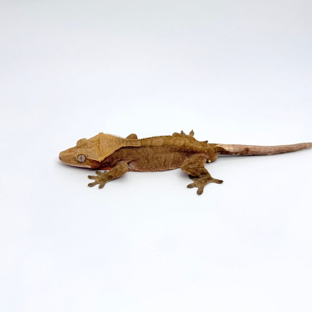 팬텀 다크 벅스킨 100%헷아잔틱