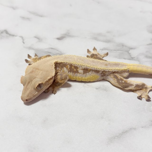 레드 릴리화이트