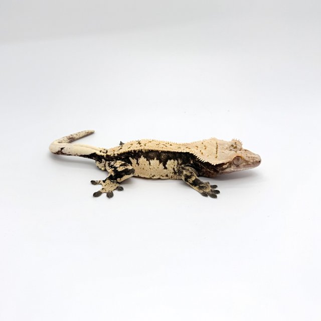 노멀 트라이 블랙 화이트