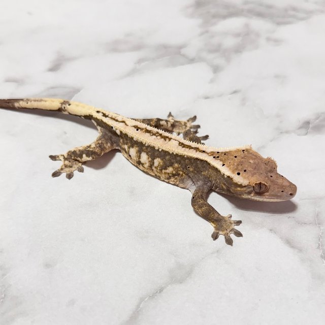 달마시안 카푸치노