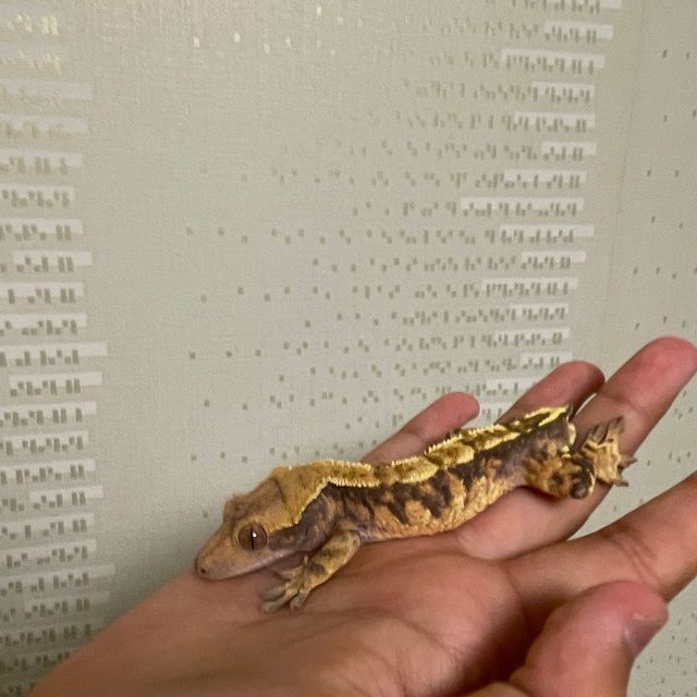 익스트림할리퀸 트라이 바브