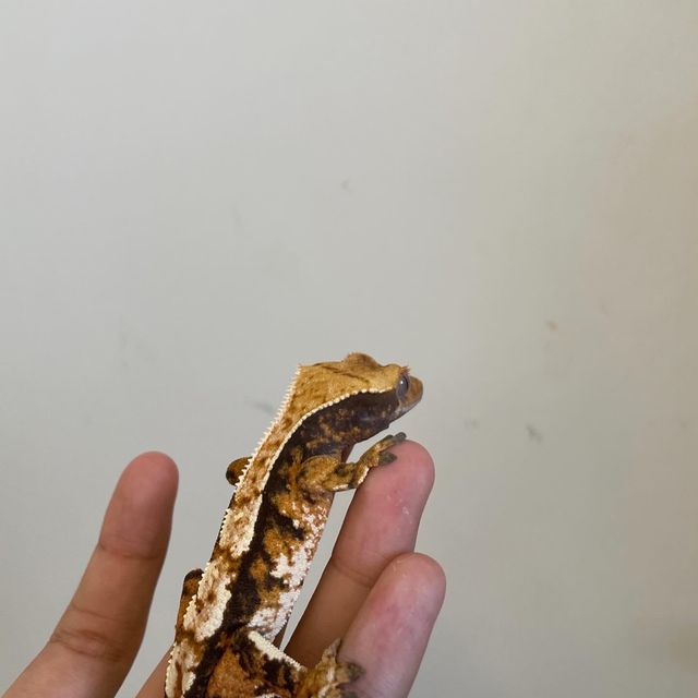 트라이 바브 익스트림할리퀸