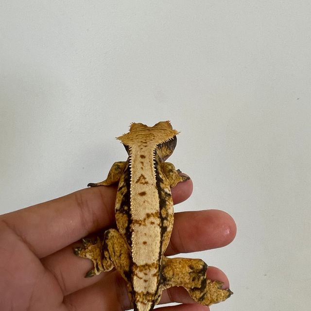 트라이