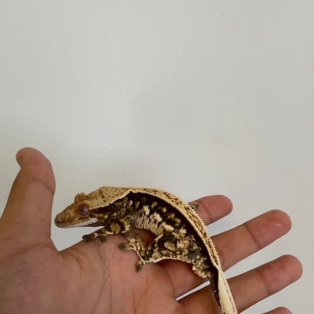 트라이