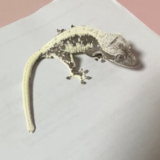 릴잔틱