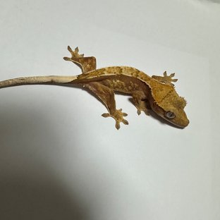 노멀