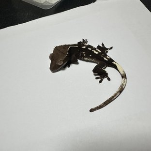 아잔틱