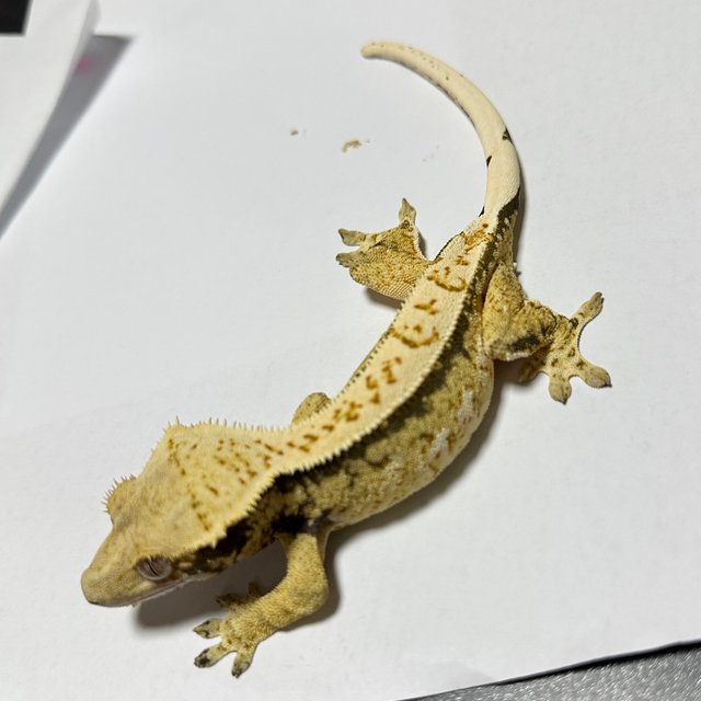 핀스트라이프 화이트 타이거