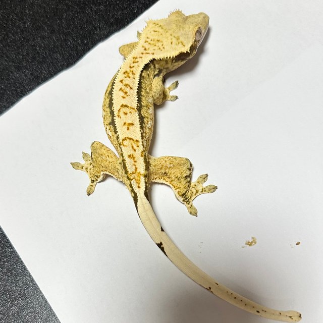 핀스트라이프 화이트 타이거