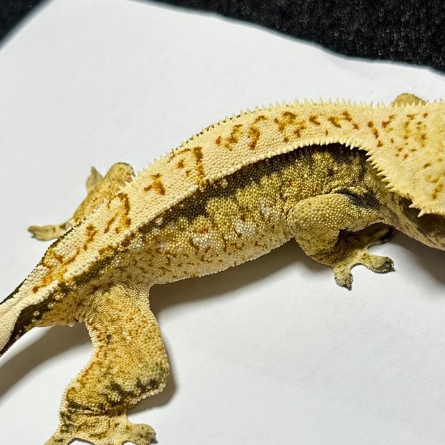 핀스트라이프 화이트 타이거