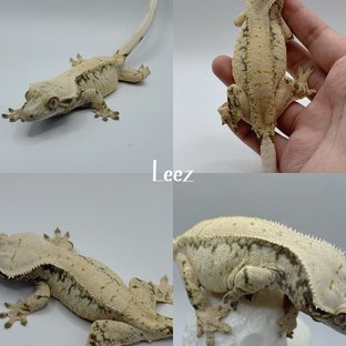 리즈