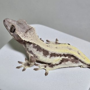 릴리 세이블 100%헷아잔틱 세이블 릴리100%헷아잔틱