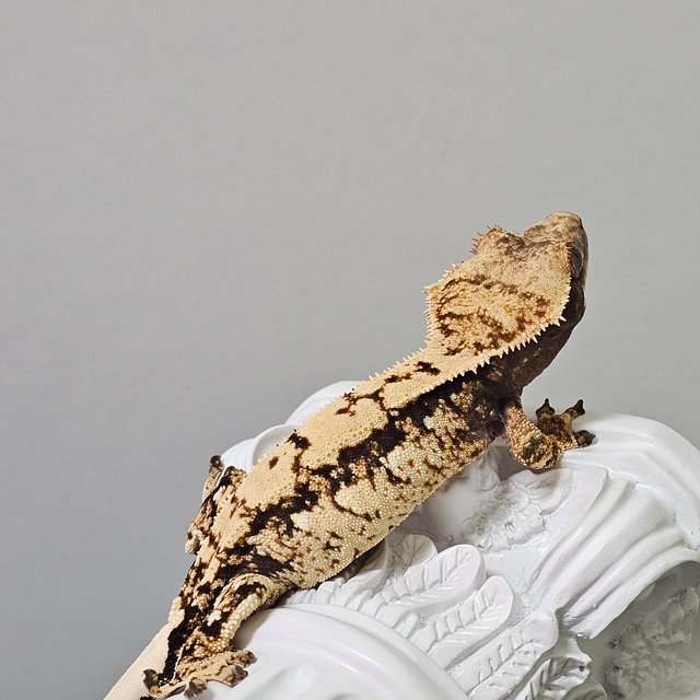 노멀 트라이 쿼드 화이트포트홀