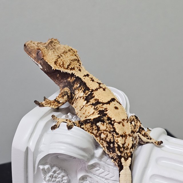 노멀 트라이 쿼드 화이트포트홀