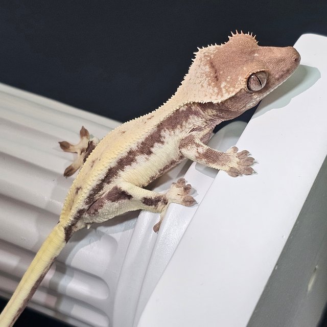 릴리 세이블 100%헷아잔틱 세이블 릴리100%헷아잔틱