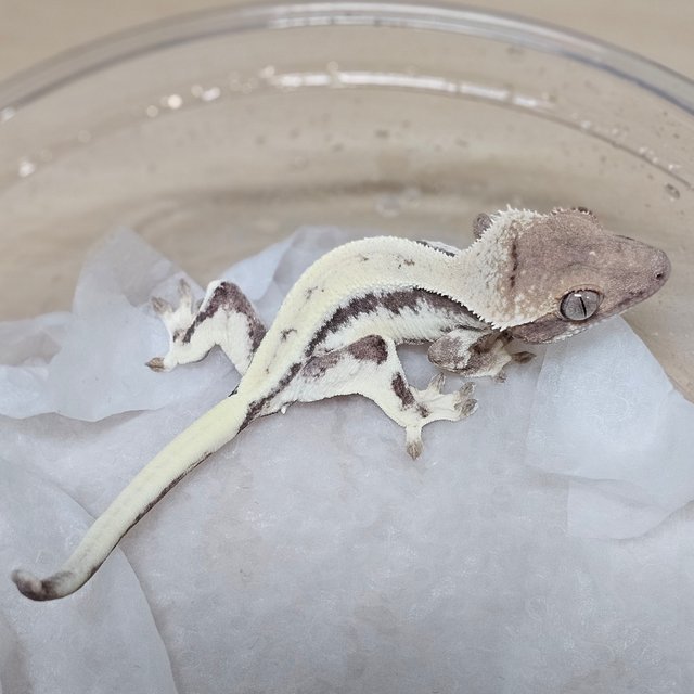 릴리 세이블 100%헷아잔틱 세이블 릴리100%헷아잔틱