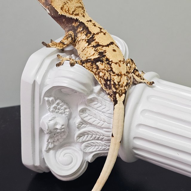 노멀 트라이 쿼드 화이트포트홀