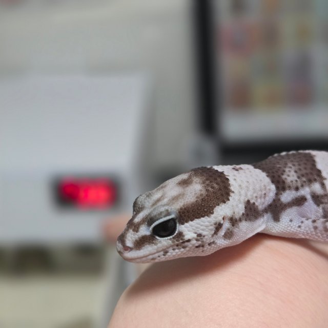 오레오 헷 고스트 줄루 패턴리스