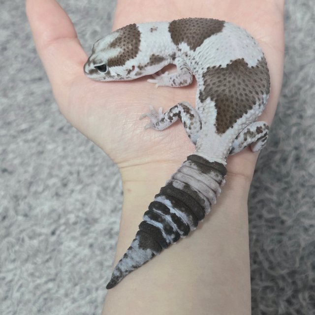 오레오 헷 고스트 줄루 패턴리스