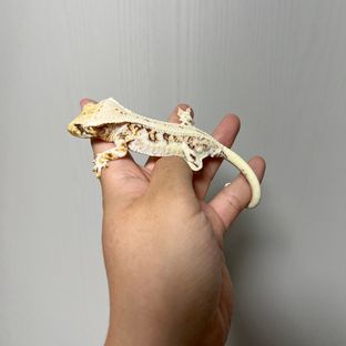 릴리화이트 트라이 드리피