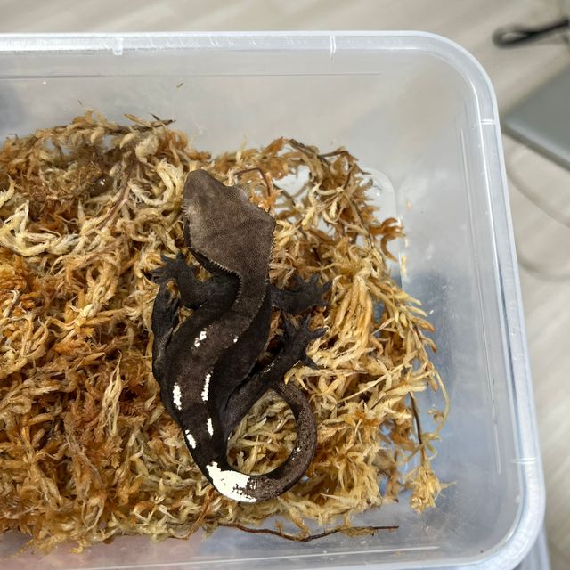 아잔틱