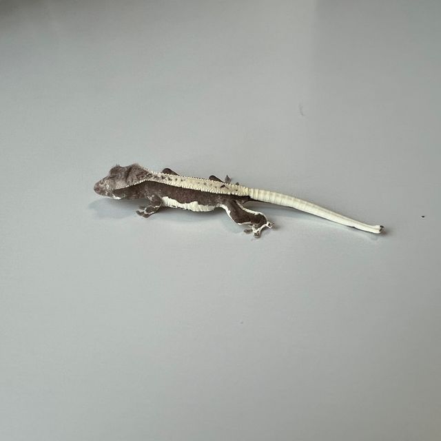 릴잔틱