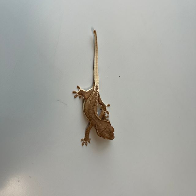 팬텀 릴리화이트 풀핀