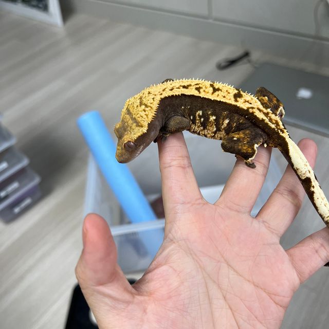 노멀 할리퀸 화이트스팟 화이트포트홀 블랙 다크