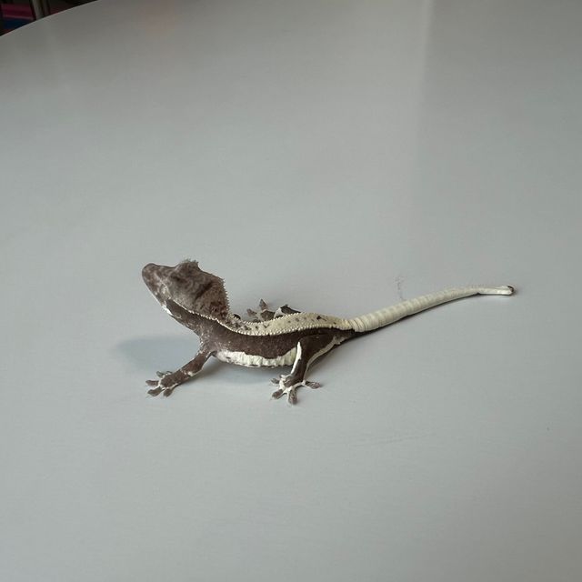 릴잔틱