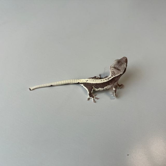 릴잔틱