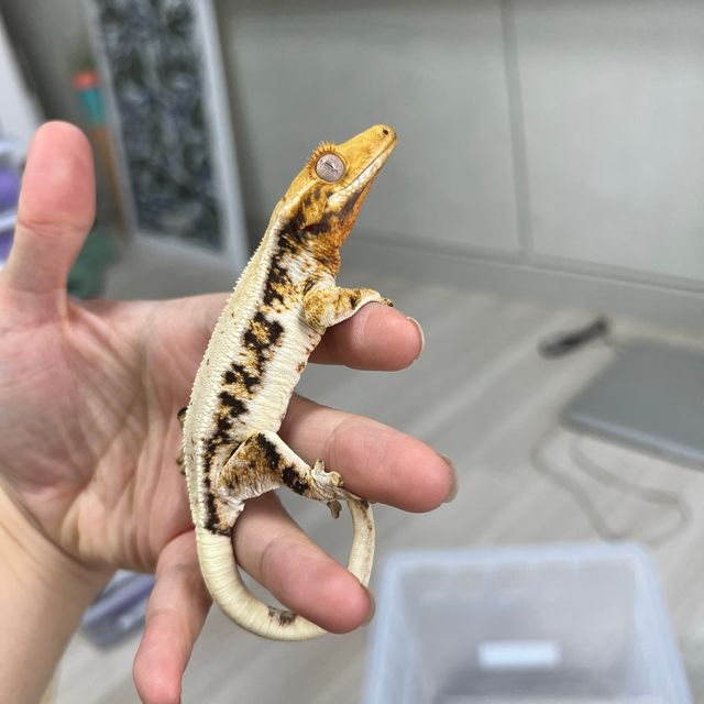 릴리화이트 트라이