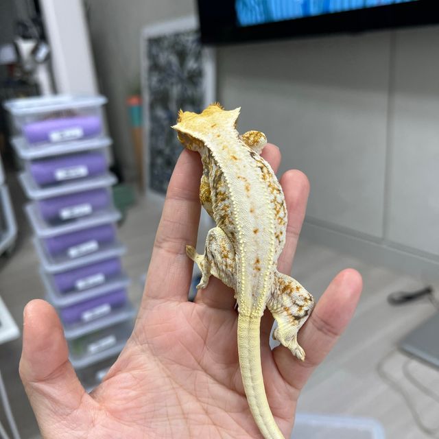 릴리화이트 트라이 레이지