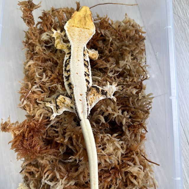 릴리화이트 트라이