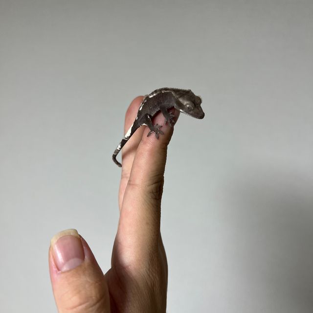 아잔틱 화이트포트홀