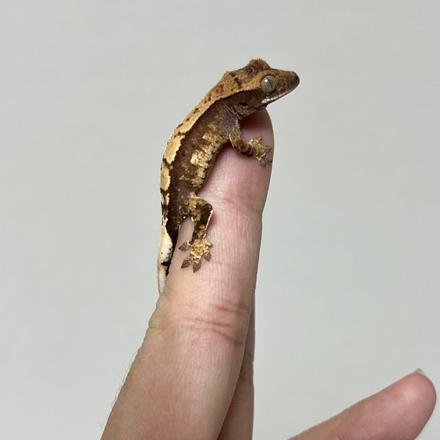 노멀 할리퀸 다크