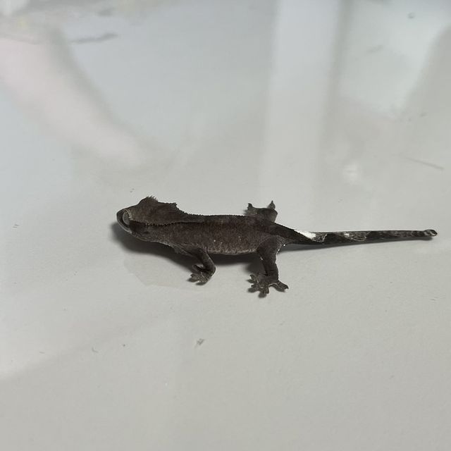 아잔틱 패턴리스