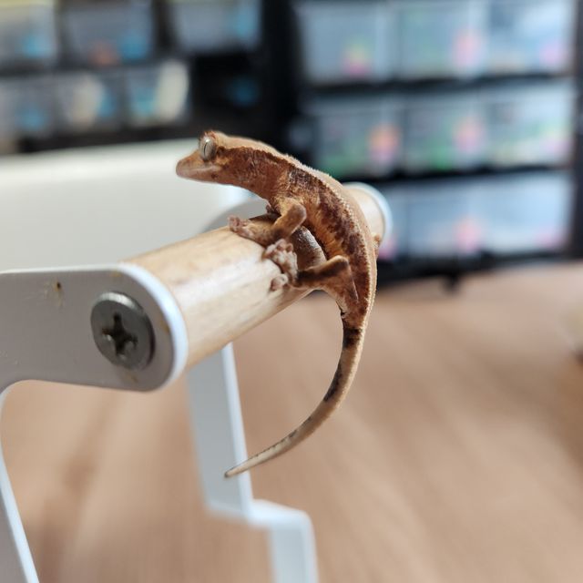 릴리화이트 크림