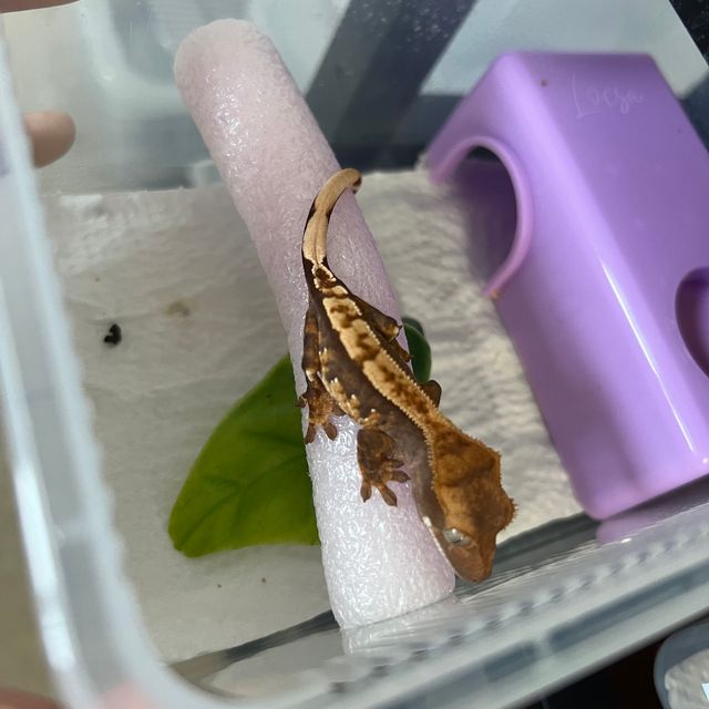 트라이