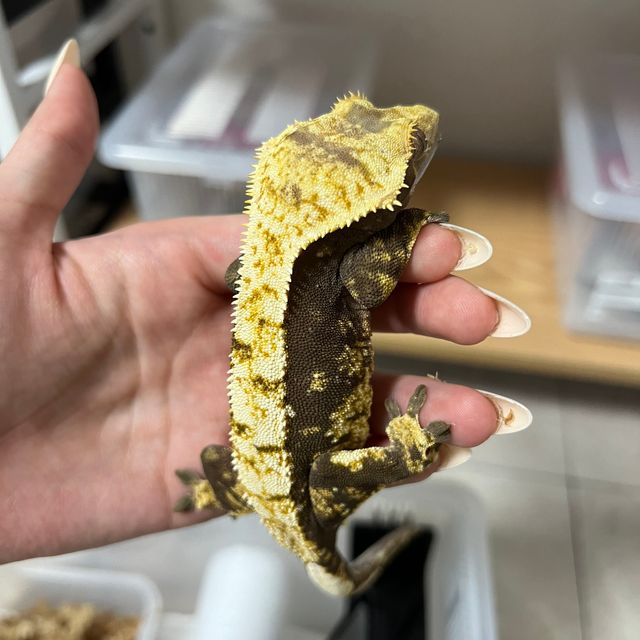 트라이