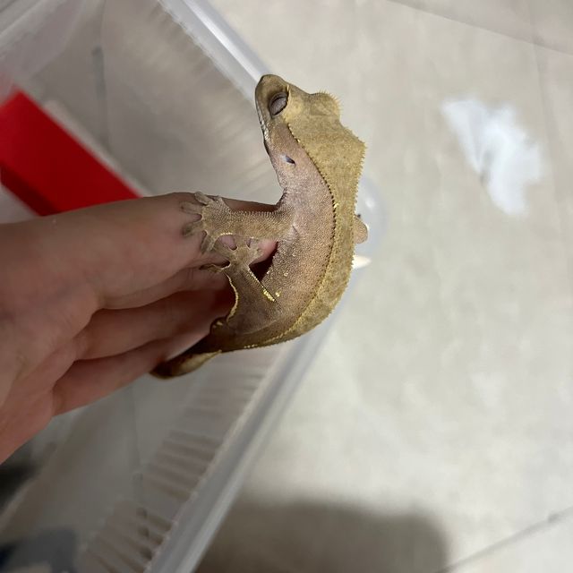 바이 레드