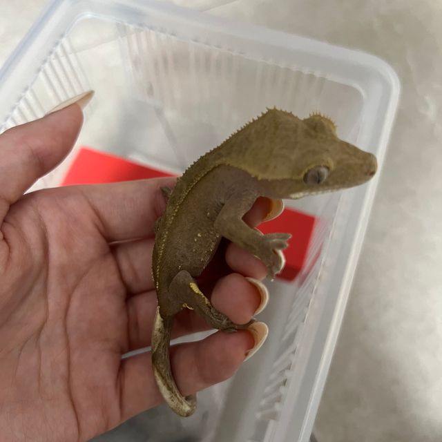 바이 레드