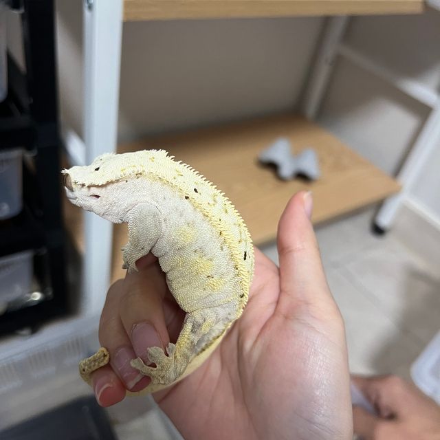 크림시클