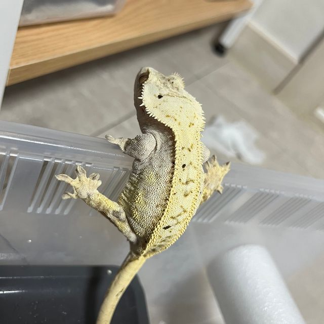 크림시클