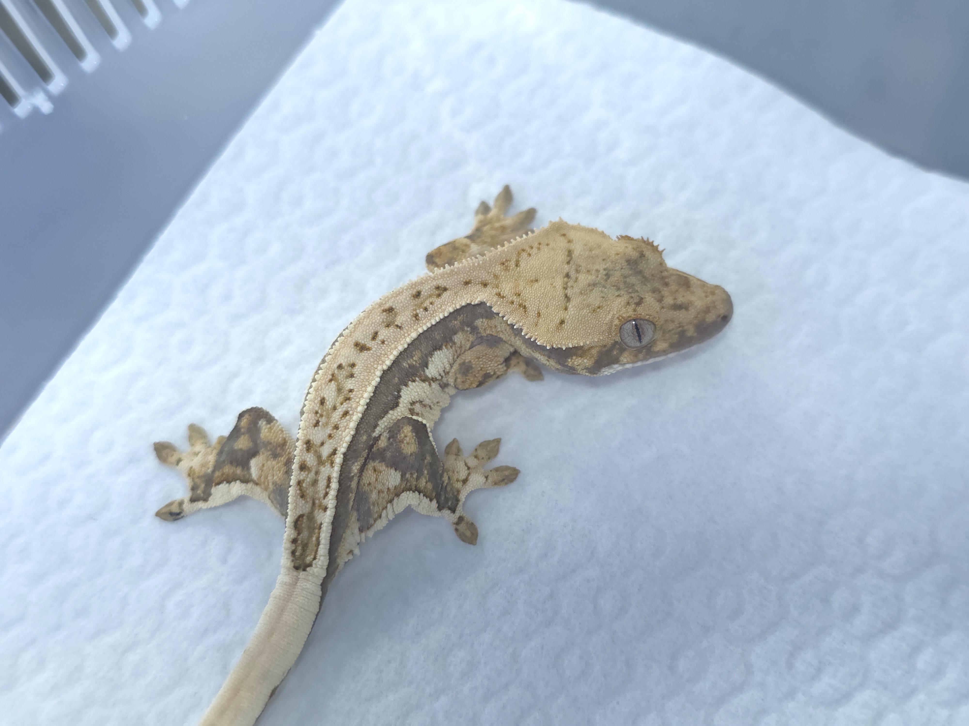 노멀 쿼드 화이트스팟