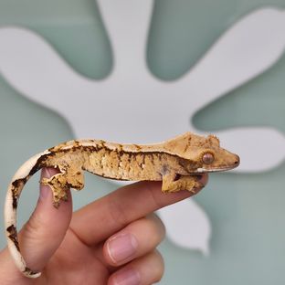 레이지 트라이